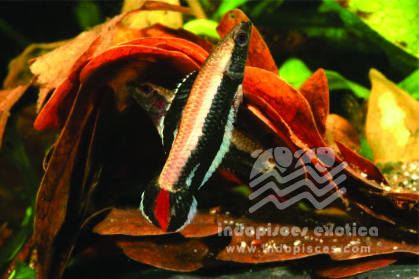 Parosphromenus Ornaticauda